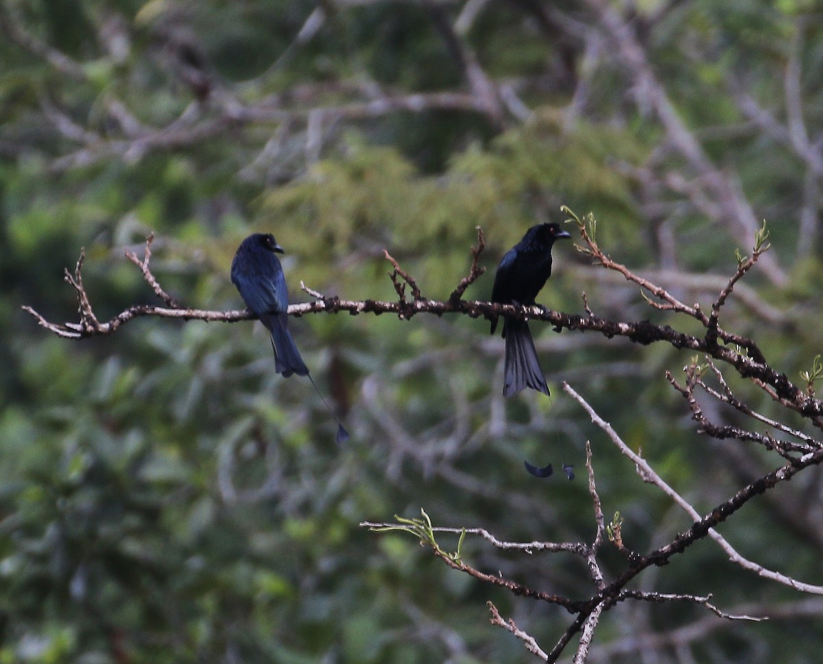Greater Racket-tailed Drongo - ML613160437