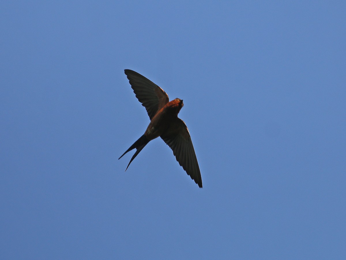 Rufous-bellied Swallow - ML613160441