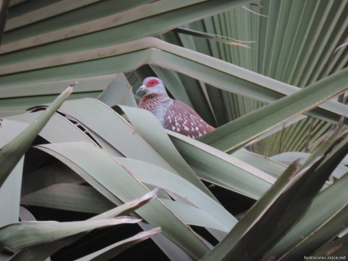 Speckled Pigeon - Radek Nesvačil
