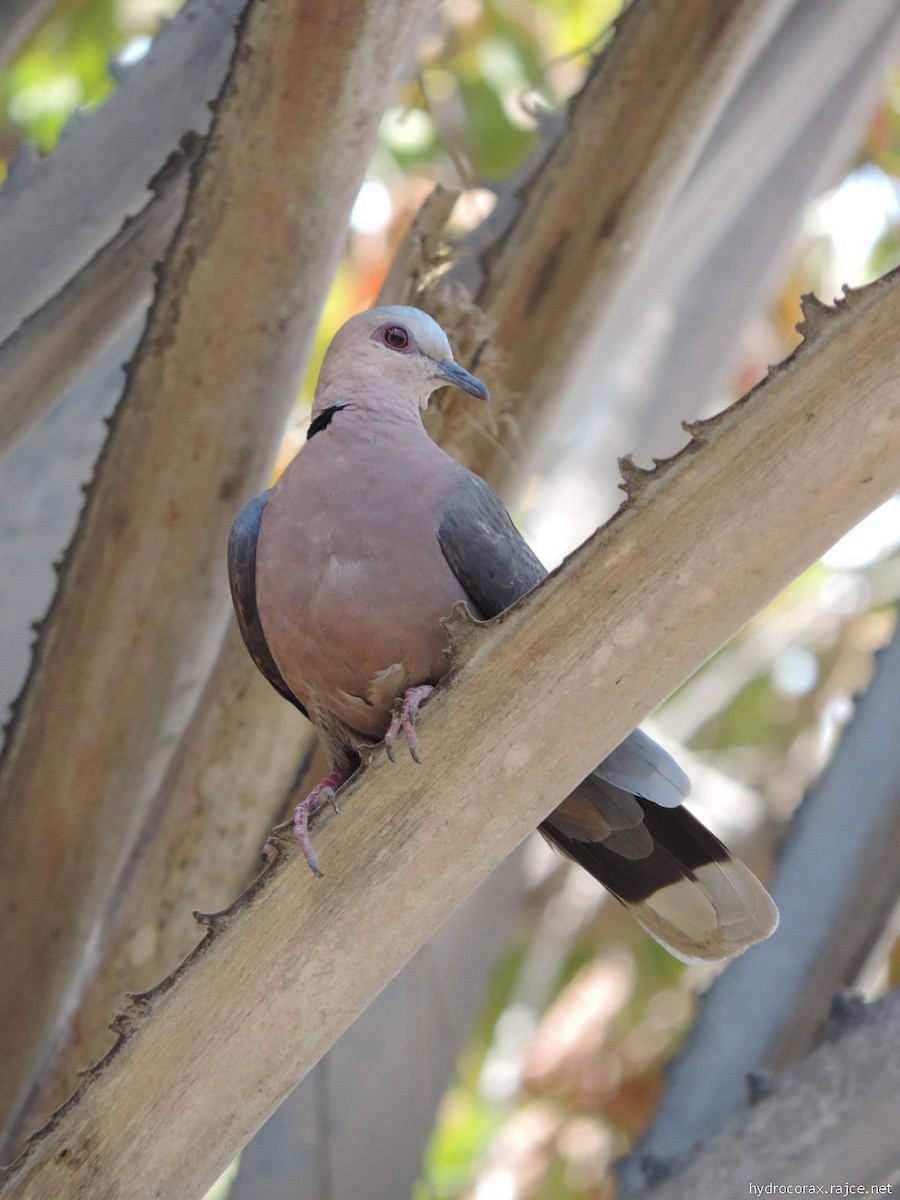 Red-eyed Dove - ML613160474