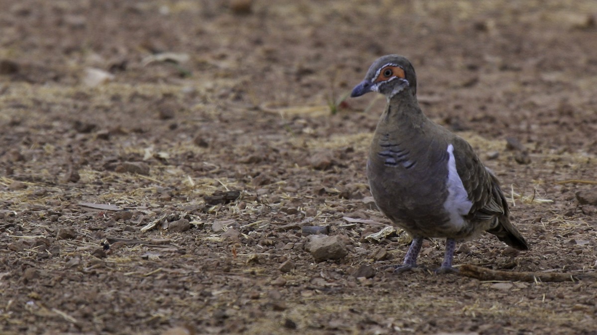 Partridge Pigeon - Robert Tizard