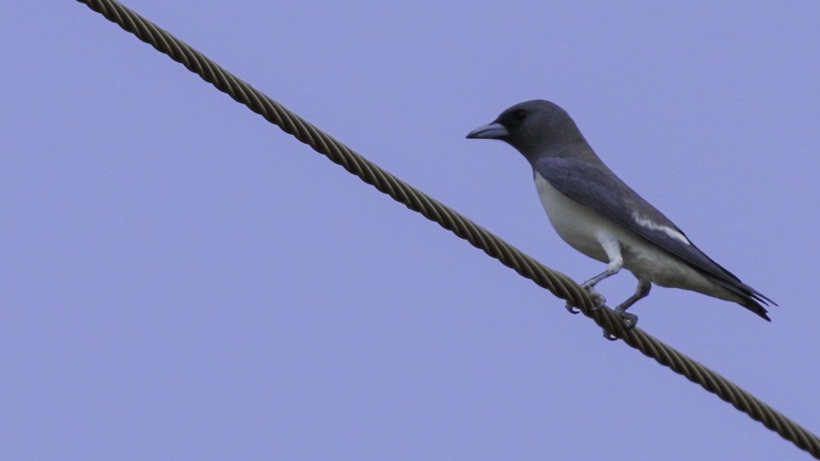 White-breasted Woodswallow - ML613160522