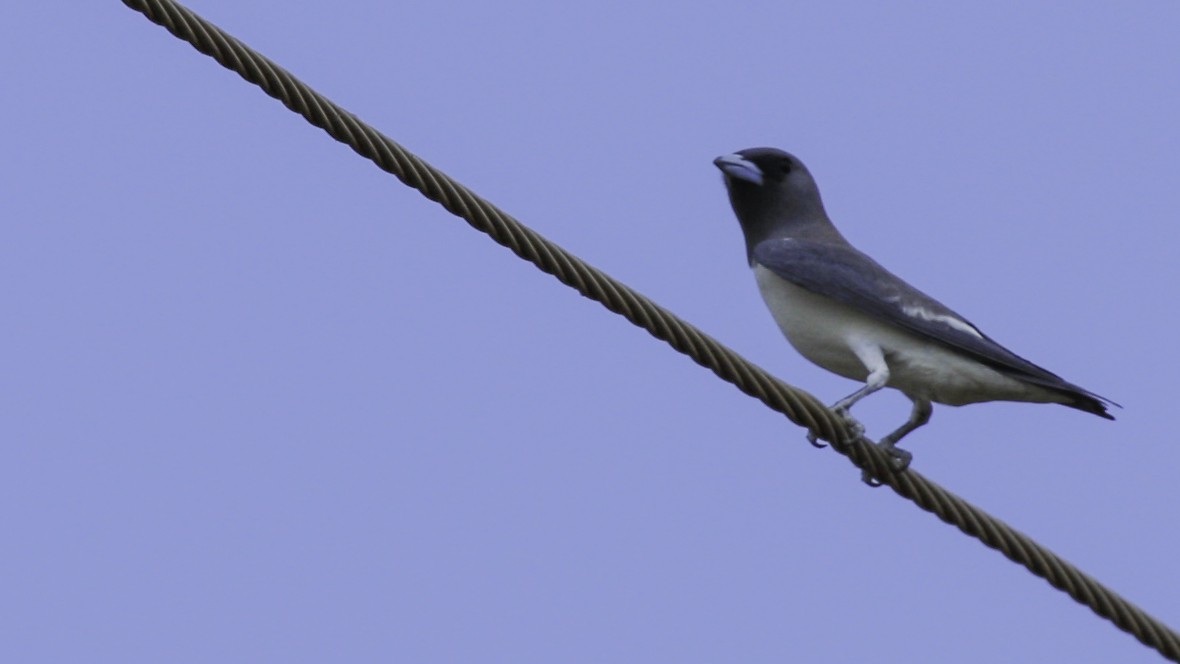 White-breasted Woodswallow - Robert Tizard