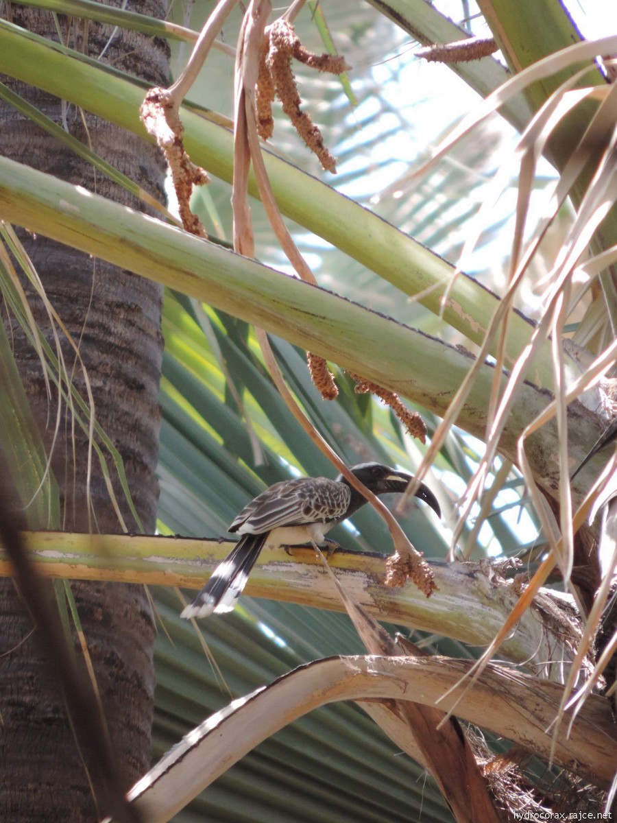African Gray Hornbill - Radek Nesvačil