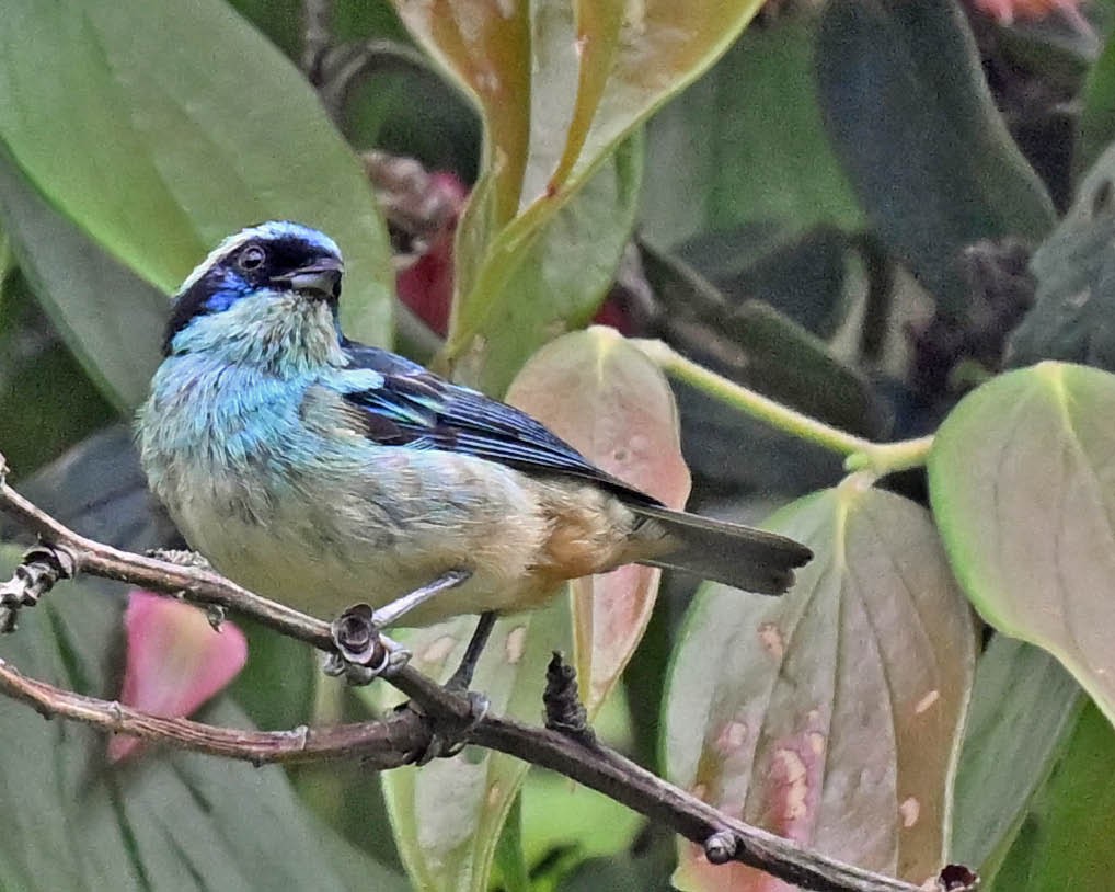 Blue-browed Tanager - ML613160719