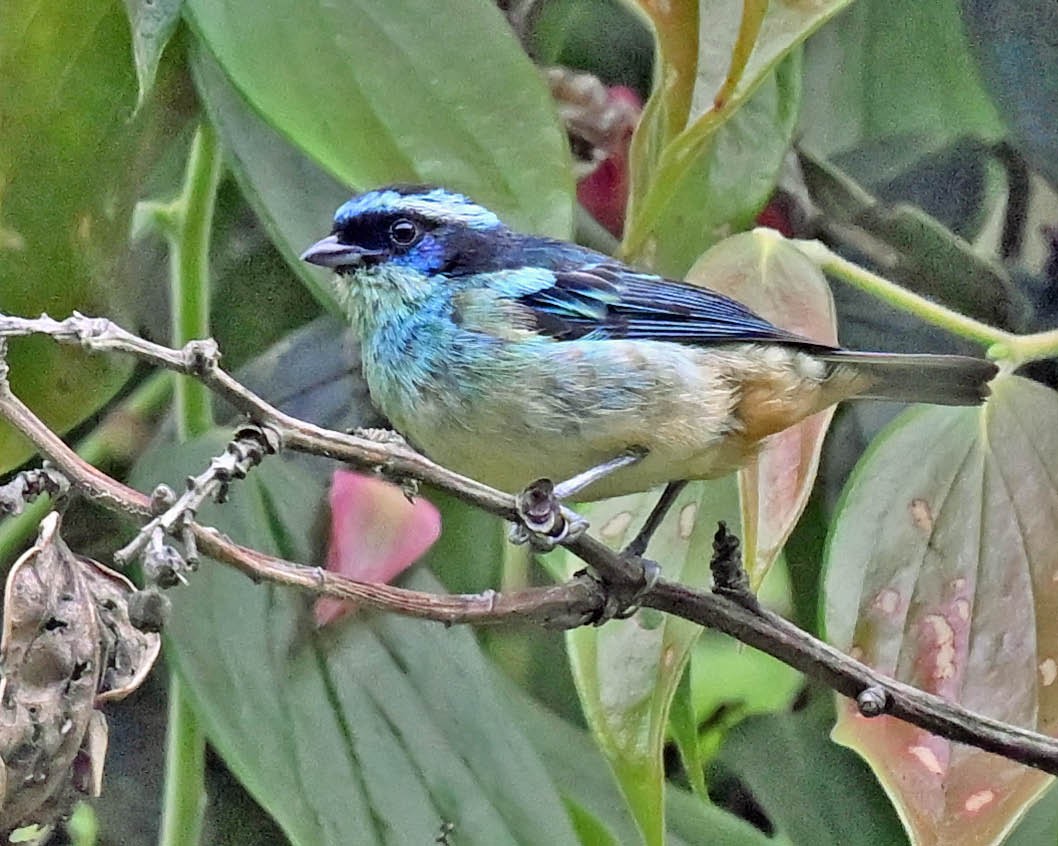 Blue-browed Tanager - ML613160720
