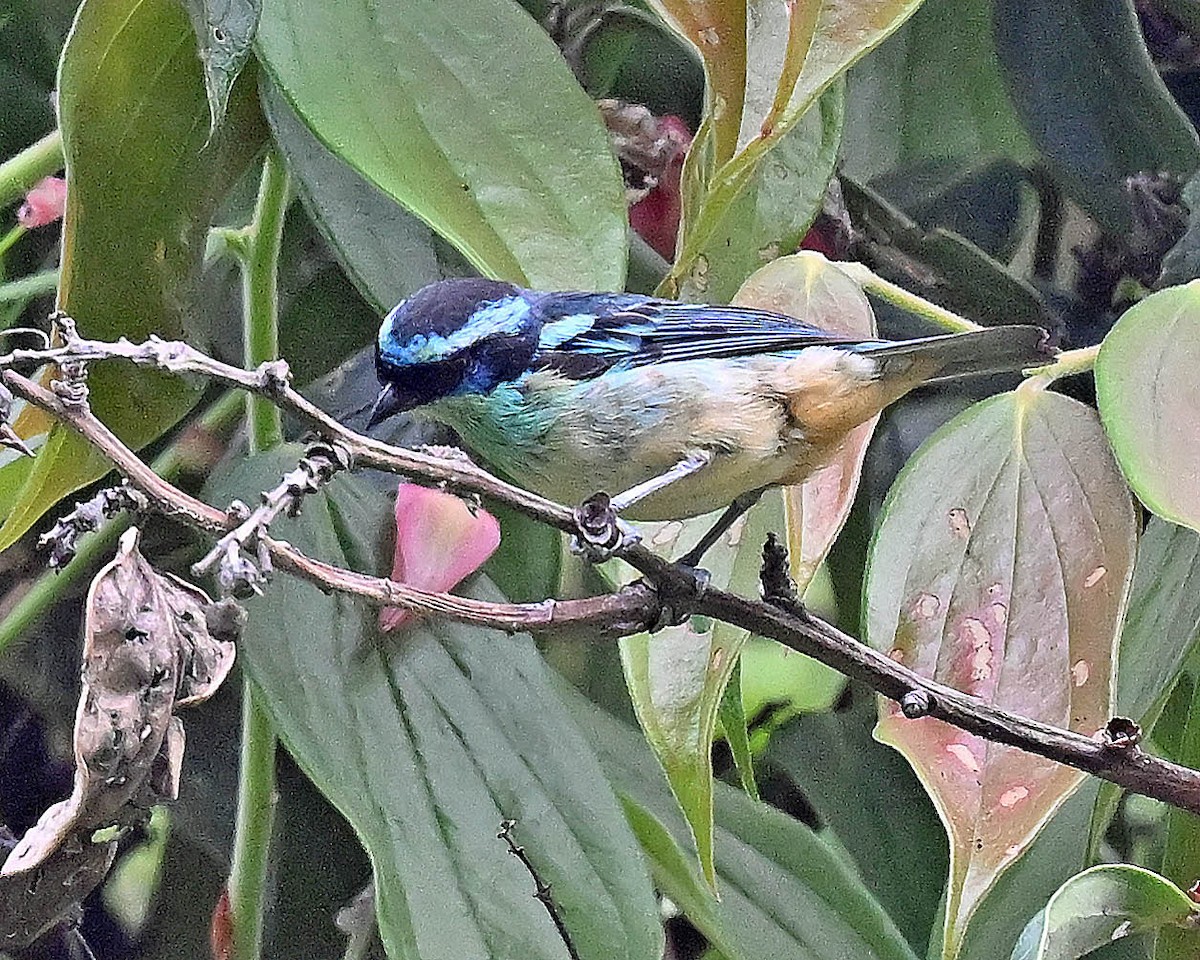 Blue-browed Tanager - ML613160721