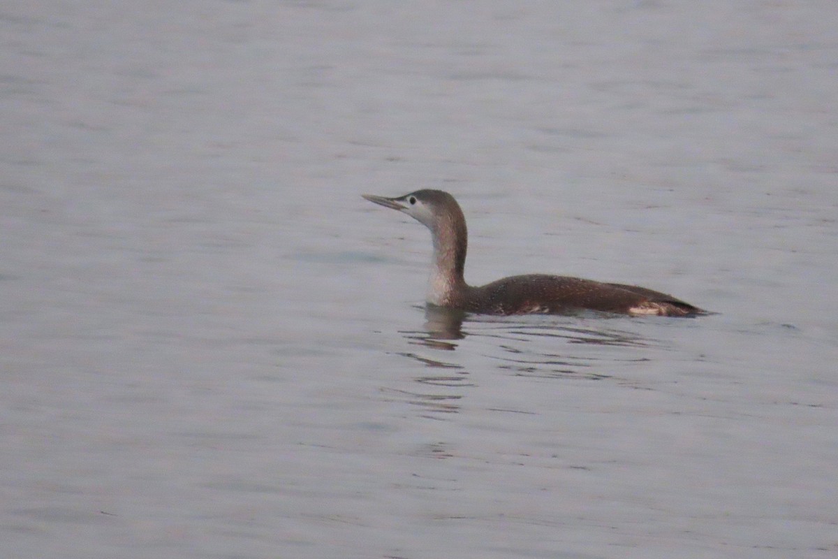 Red-throated Loon - Catherine Boisseau
