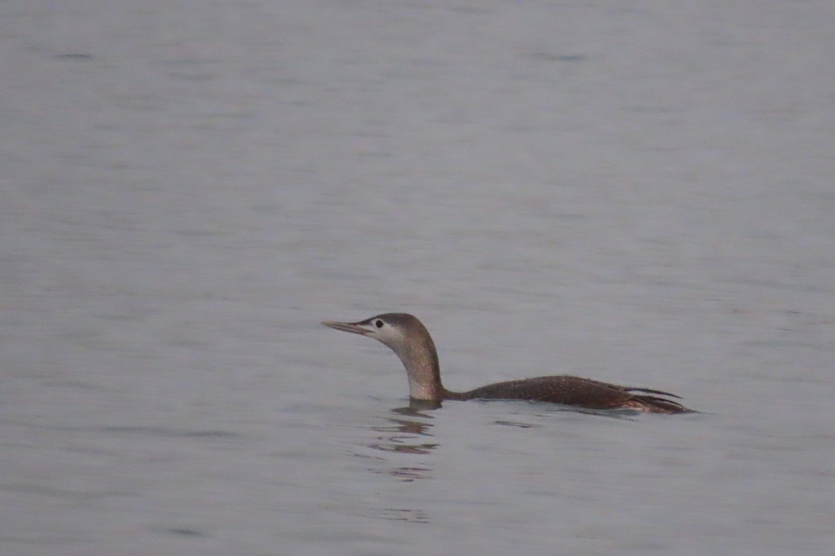 Red-throated Loon - ML613160835