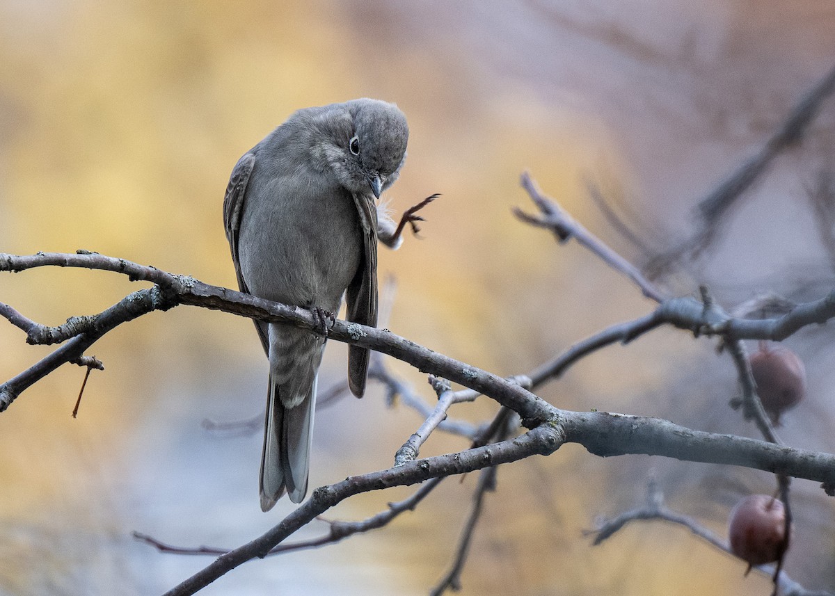 Townsend's Solitaire - ML613160900