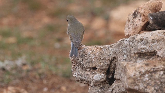 Red-flanked Bluetail - ML613161026