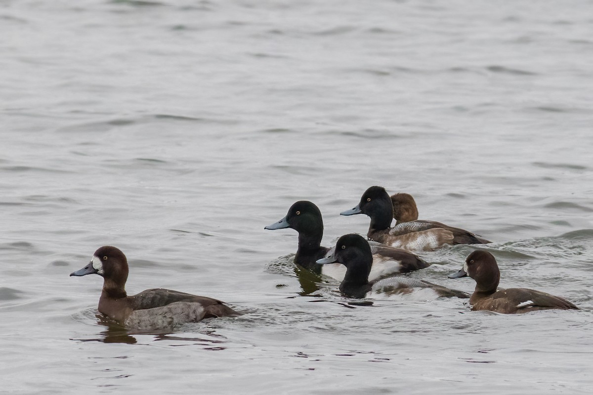 Greater Scaup - ML613161355