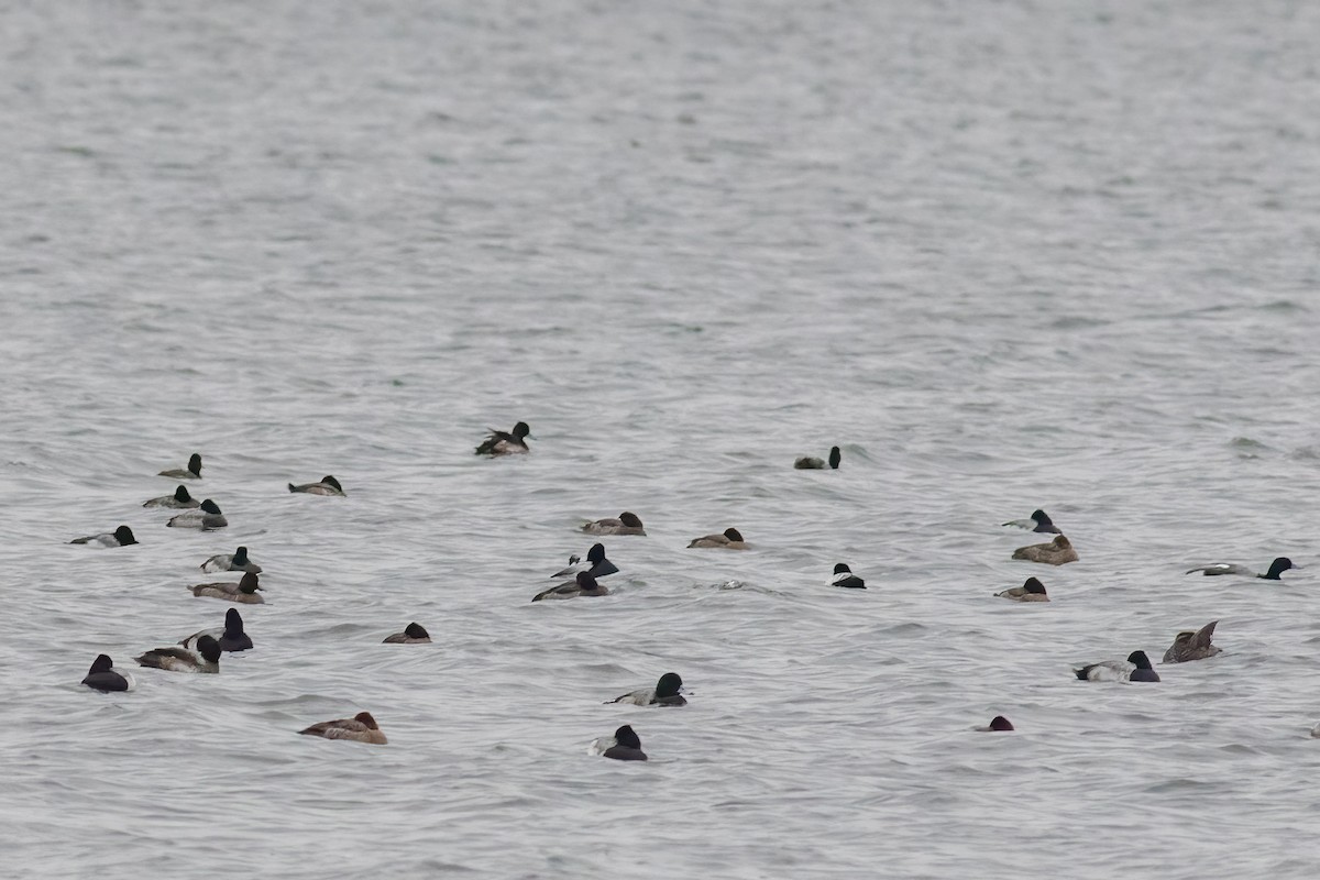 Greater Scaup - ML613161356