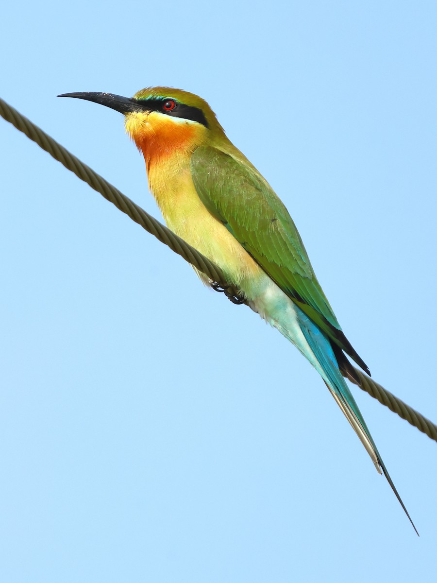 Blue-tailed Bee-eater - ML613161604