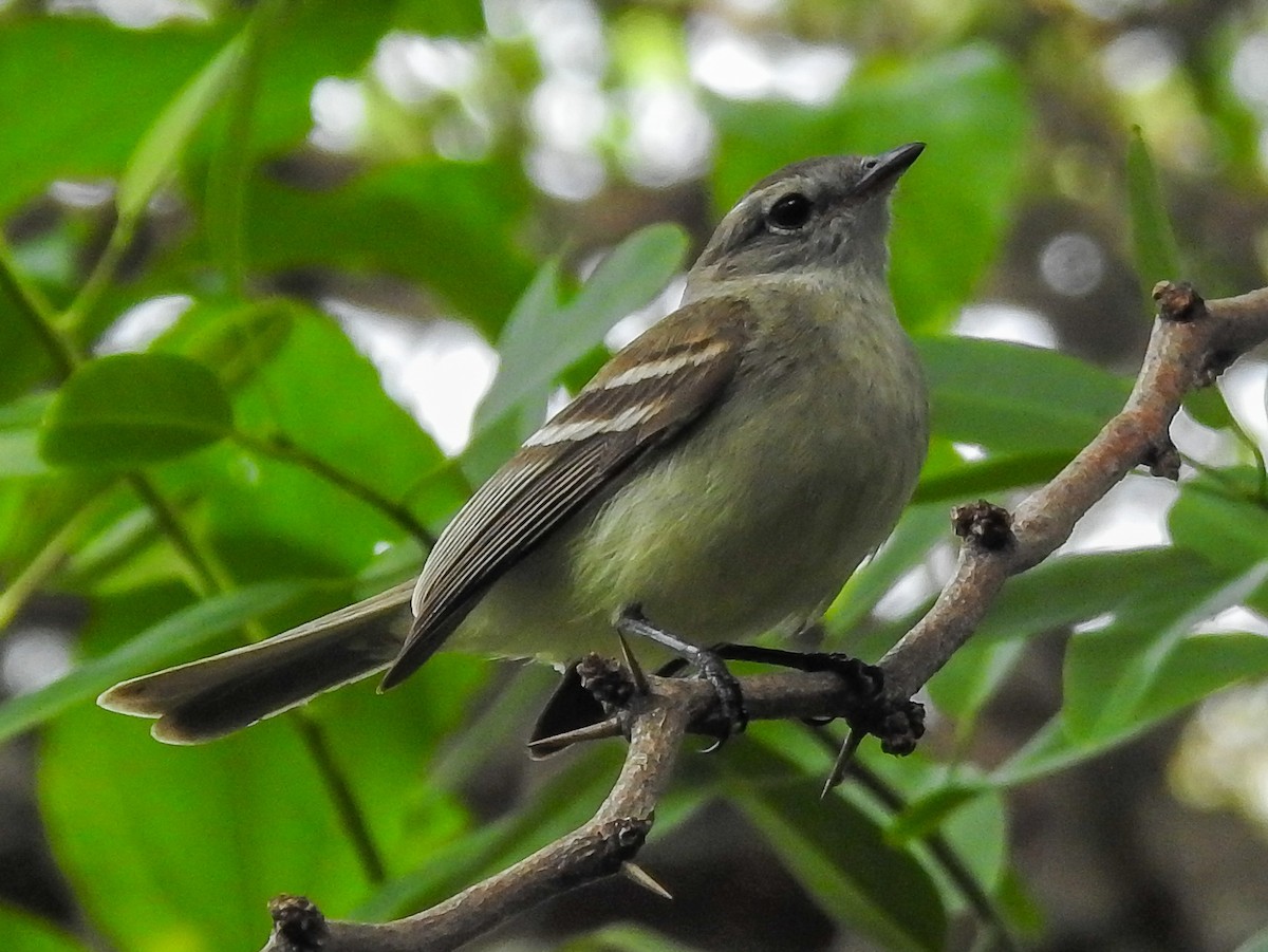 Southern Mouse-colored Tyrannulet - ML613161824