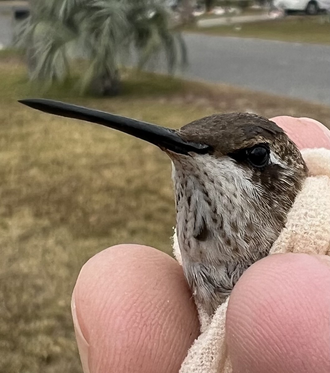 Black-chinned Hummingbird - Ellen Crotty