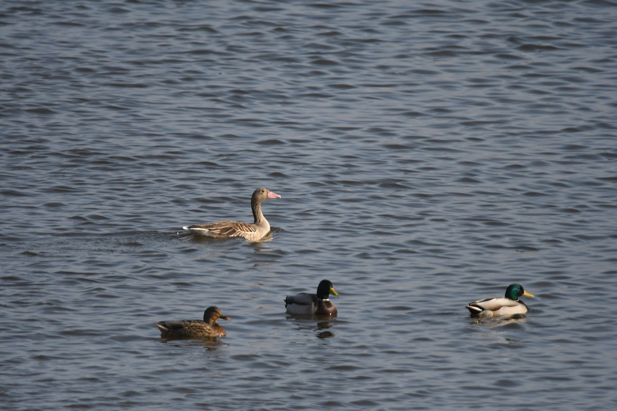 eBird Checklist - 6 Jan 2024 - 米子市--中海IBA--米子水鳥公園 (Yonago--Lake Nakaumi ...