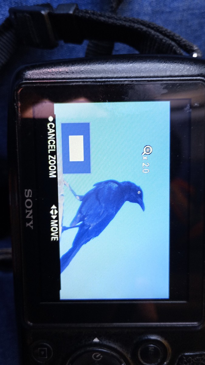 Great-tailed Grackle - ML613161942