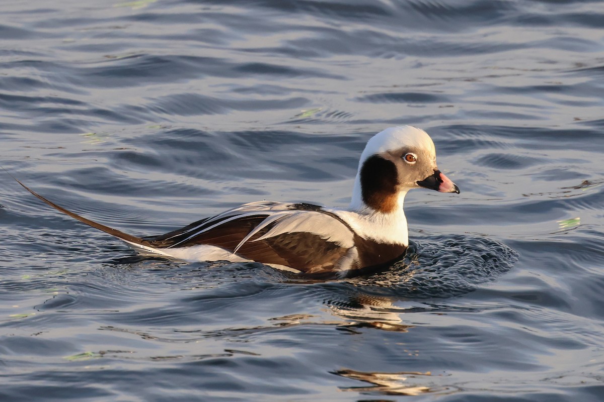 Long-tailed Duck - ML613162066