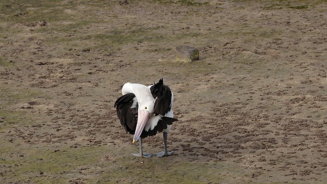 pelikán australský - ML613162524