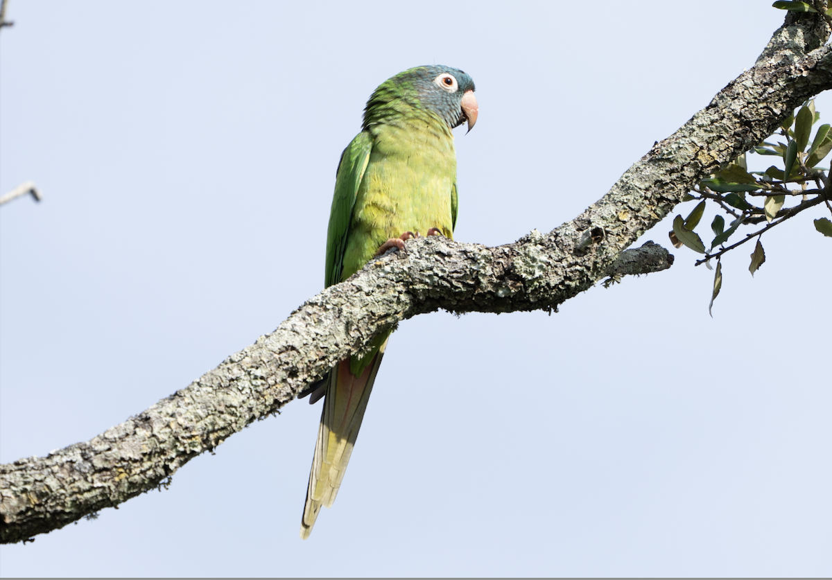 Blue-crowned Parakeet - ML613162814