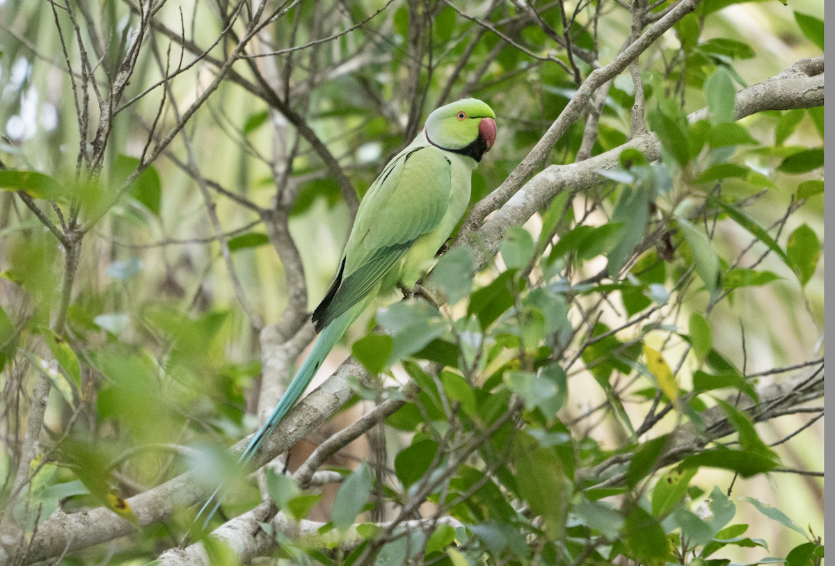 Yeşil Papağan - ML613162836