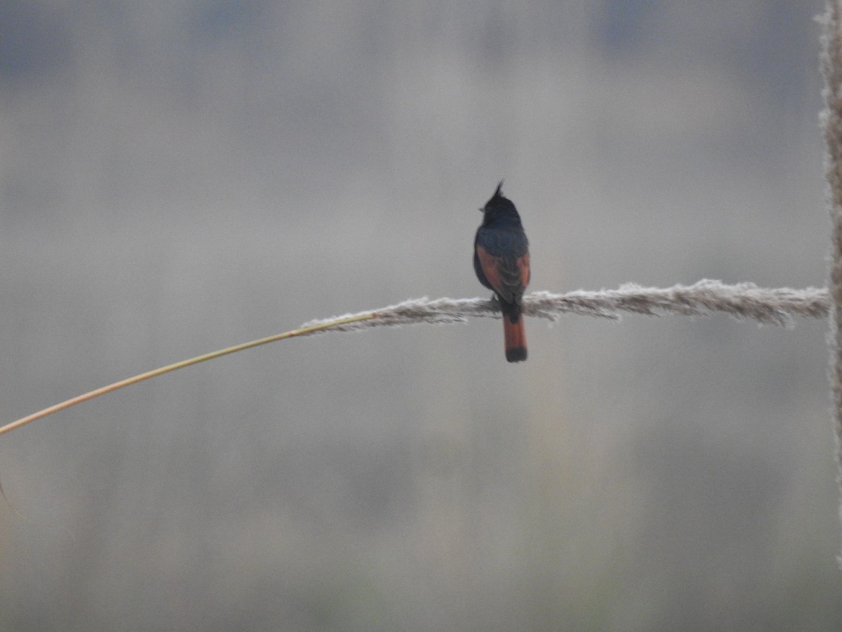 Crested Bunting - ML613163131