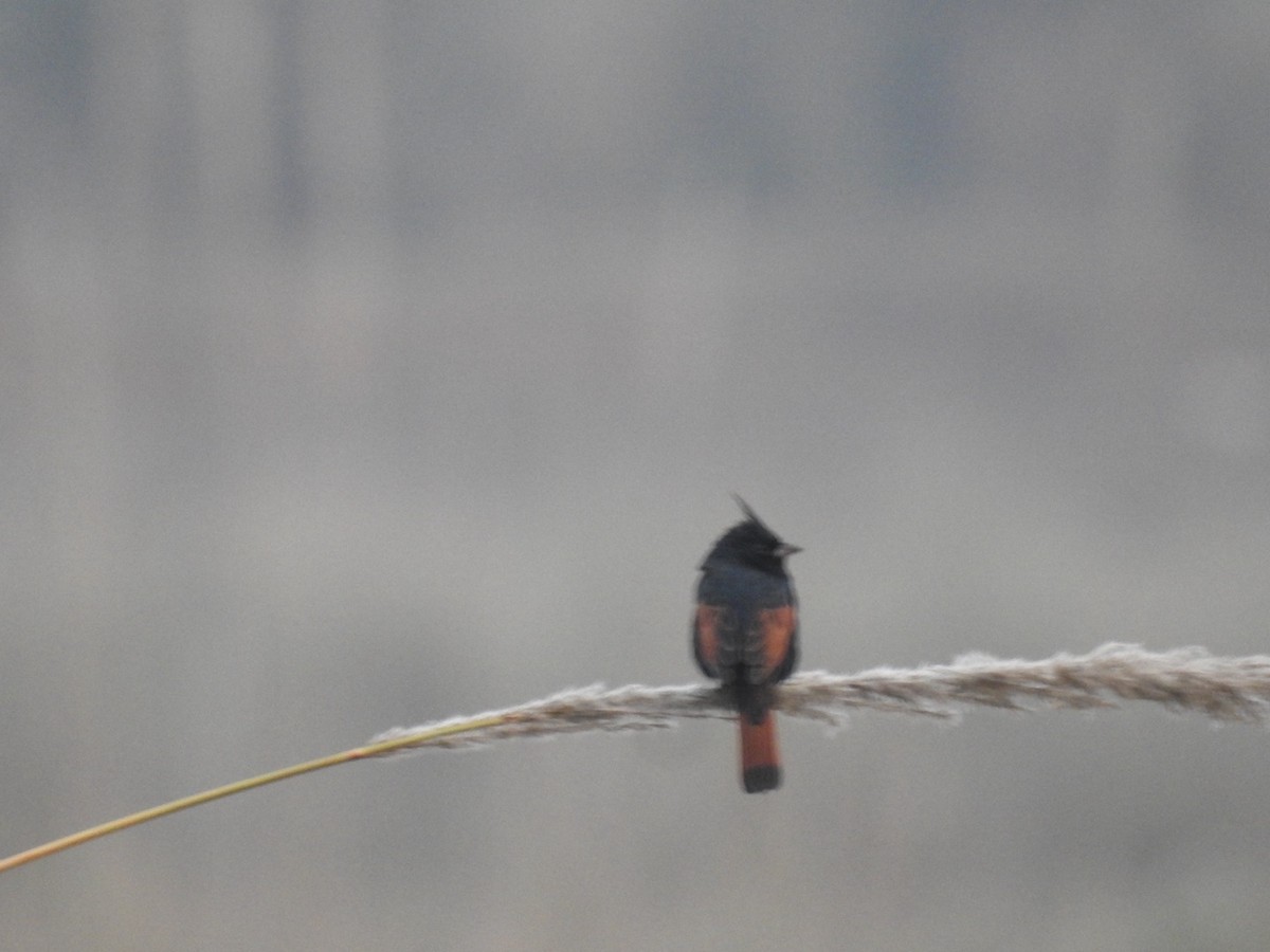 Crested Bunting - ML613163132