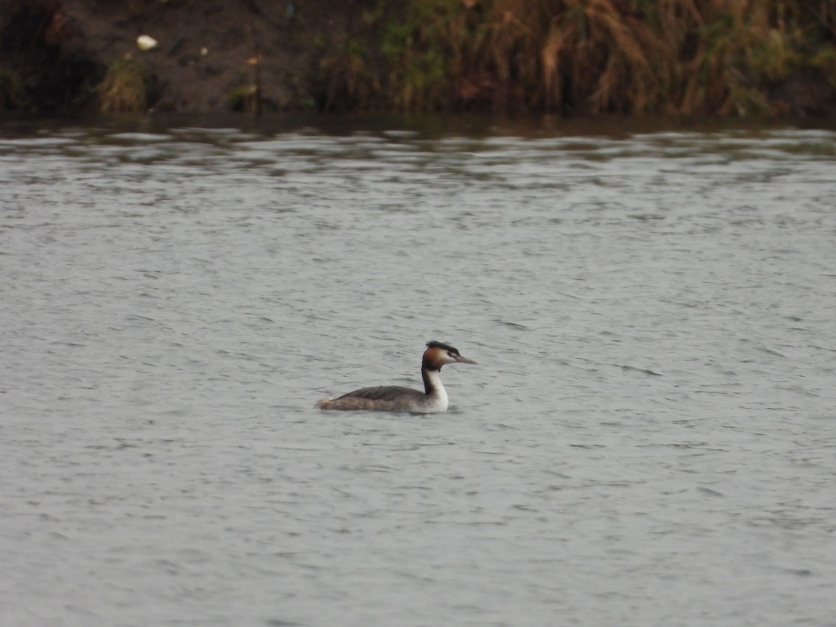 Great Crested Grebe - ML613163253