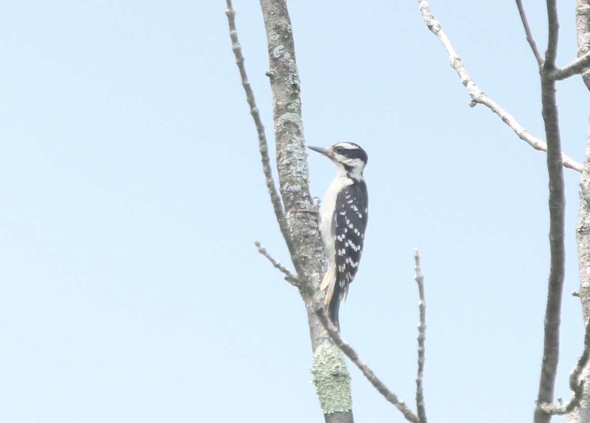 Hairy Woodpecker (Eastern) - ML613163285