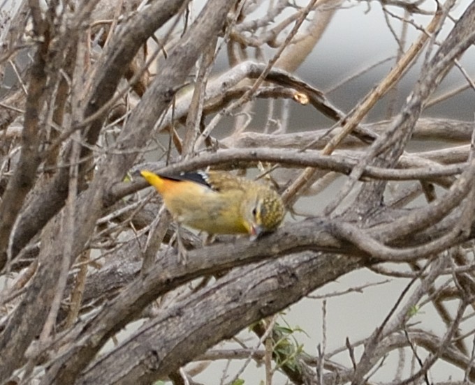 Spotted Pardalote - ML613163313