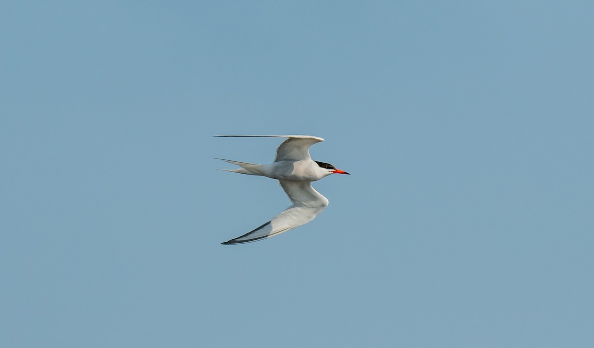 Common Tern - ML613163550