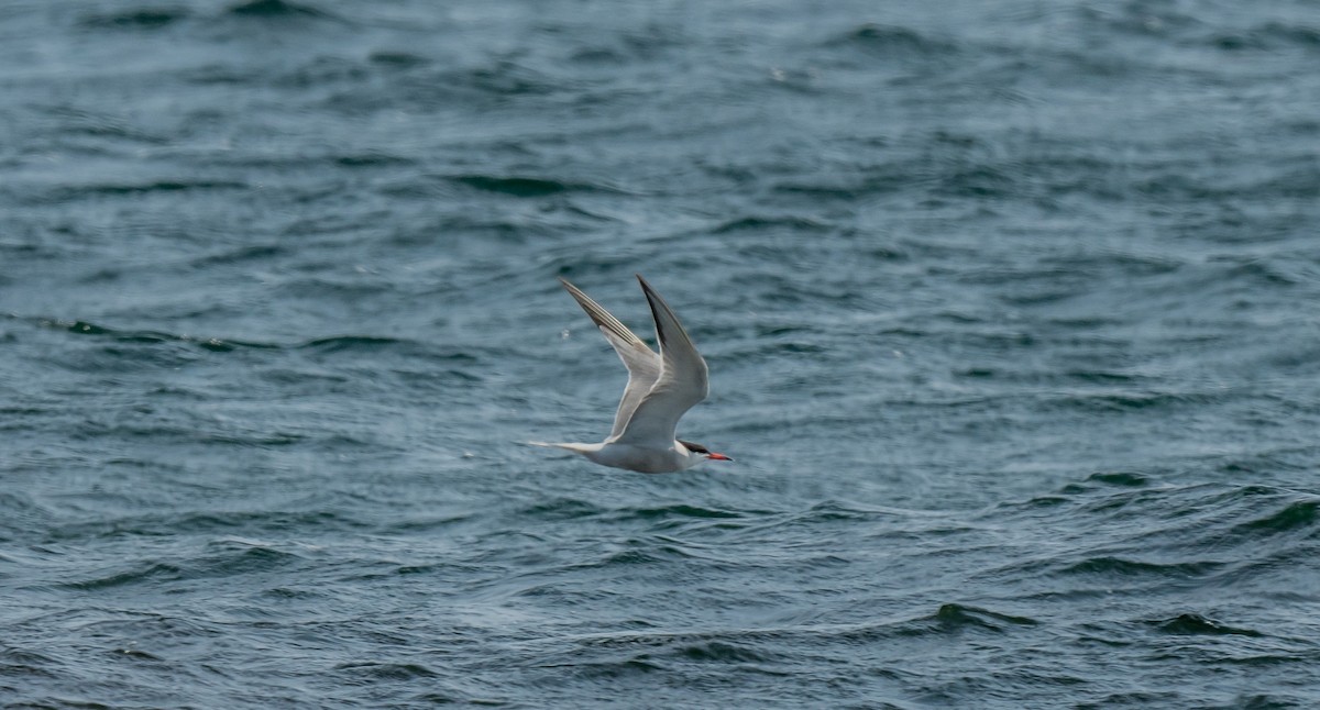 Common Tern - ML613163551
