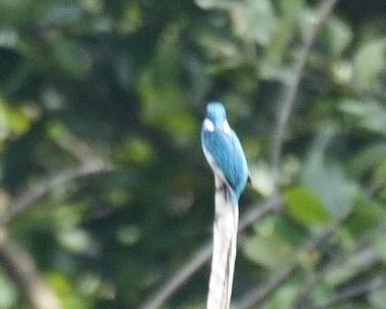 Small Blue Kingfisher - ML613163574