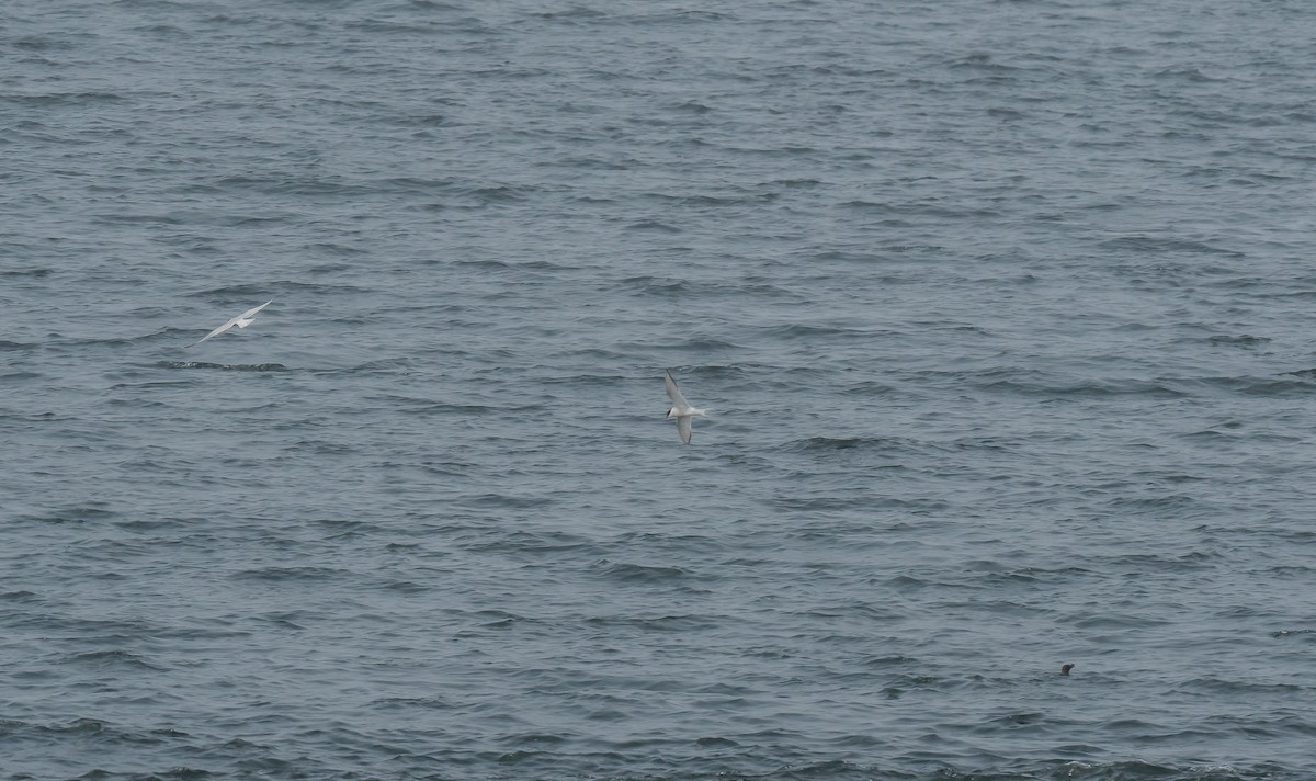 Arctic Tern - ML613163620