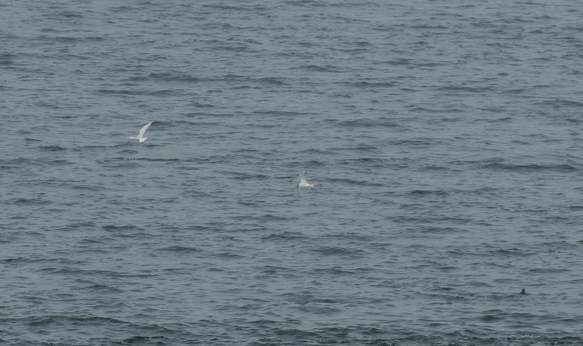 Arctic Tern - ML613163621