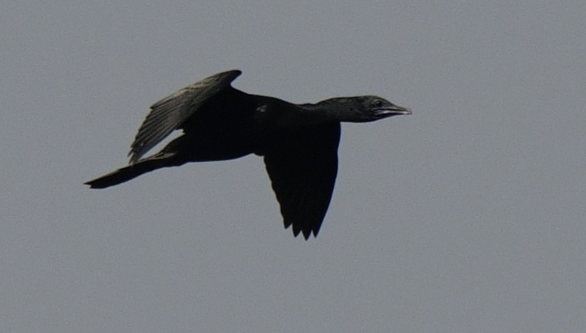 Little Black Cormorant - Edwin octosa