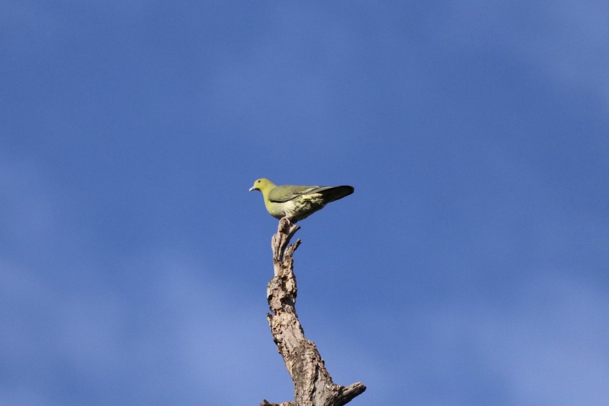 White-bellied Green-Pigeon - ML613163881