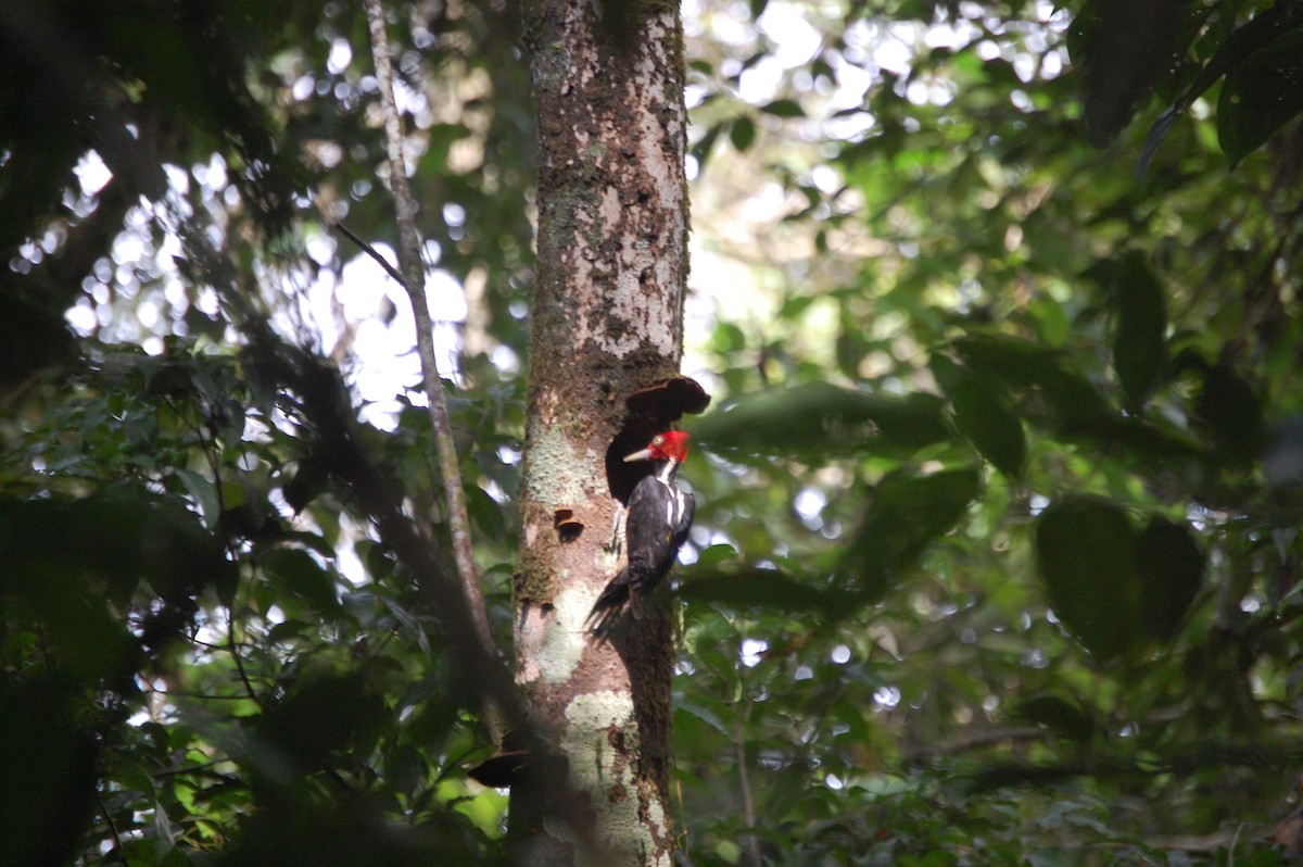 Pale-billed Woodpecker - ML613163995