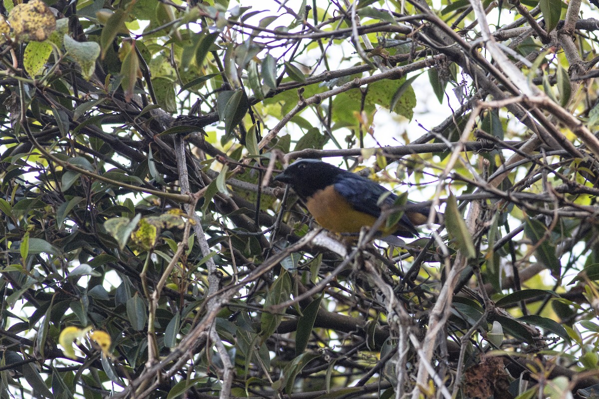 Buff-breasted Mountain Tanager (Carriker's) - ML613164151