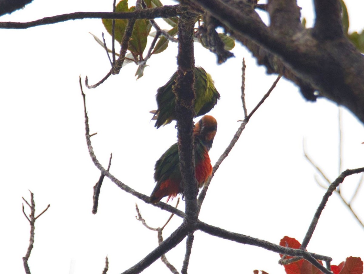 Красногрудый карликовый попугайчик - ML613164241