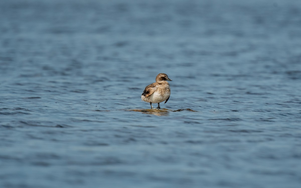 Long-tailed Duck - ismael chavez