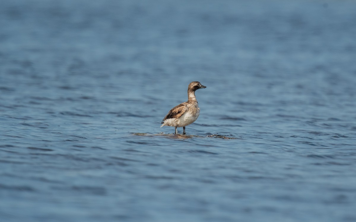 Long-tailed Duck - ML613164303