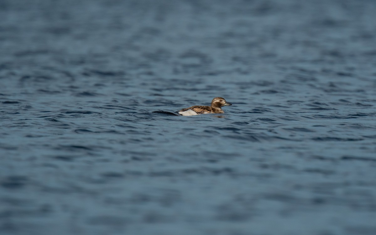Long-tailed Duck - ML613164304