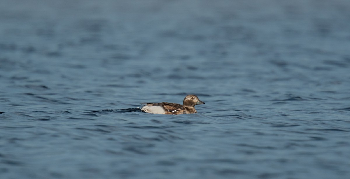 Long-tailed Duck - ML613164305