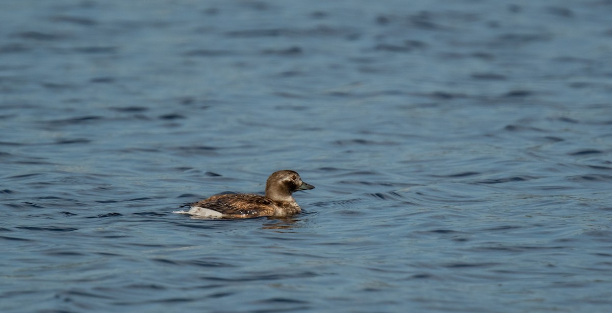 Long-tailed Duck - ML613164306