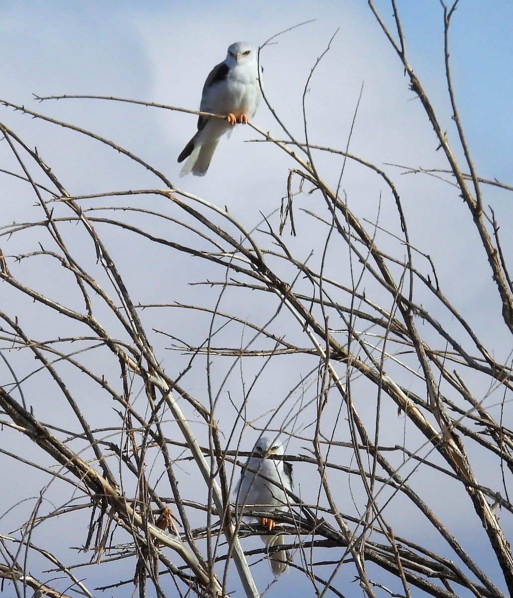 White-tailed Kite - ML613164401