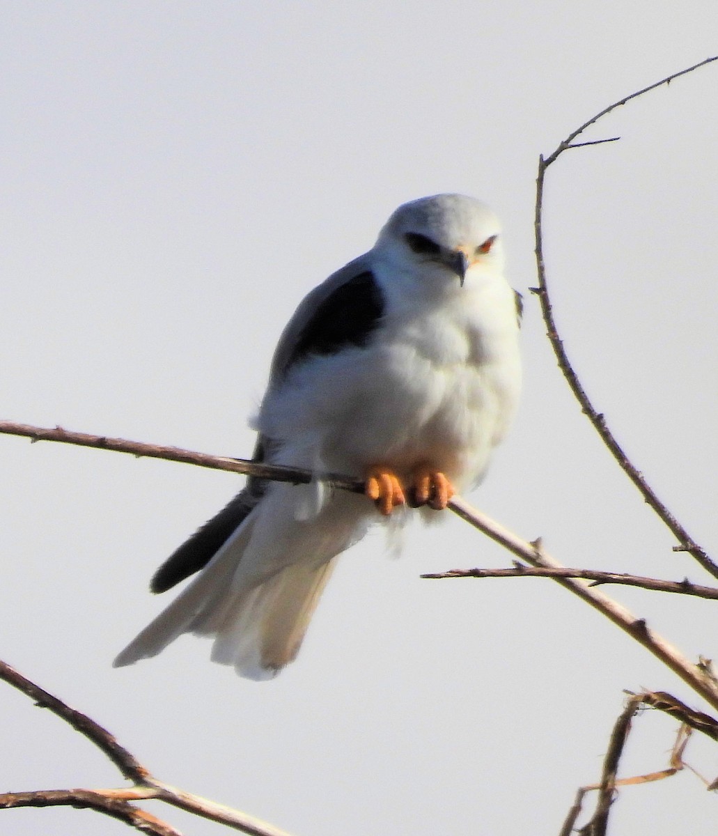 White-tailed Kite - ML613164423