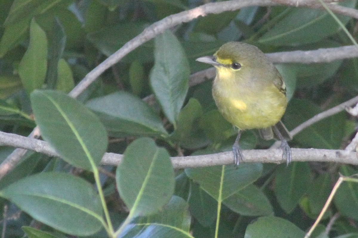Thick-billed Vireo - ML613164599