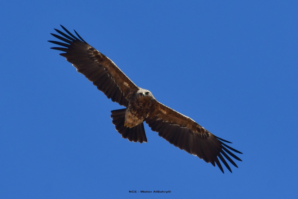 Lesser Spotted Eagle - Watter AlBahry